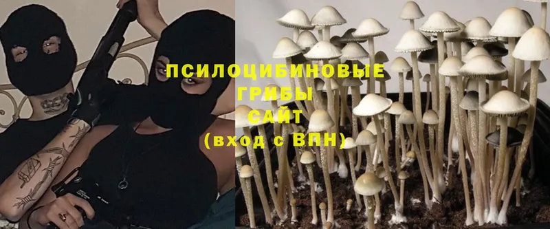 Галлюциногенные грибы Cubensis  где купить наркоту  Карабаш 